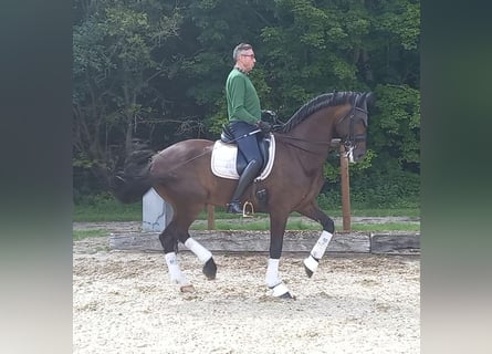 Danois sang-chaud, Hongre, 15 Ans, 174 cm, Bai