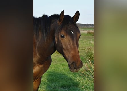 Danois sang-chaud, Hongre, 2 Ans, 170 cm, Bai