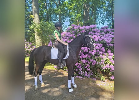 Danois sang-chaud, Hongre, 3 Ans, 162 cm, Noir