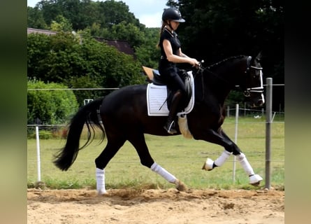 Danois sang-chaud, Hongre, 3 Ans, 162 cm, Noir