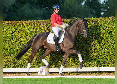 Danois sang-chaud, Hongre, 4 Ans, 173 cm, Bai brun foncé