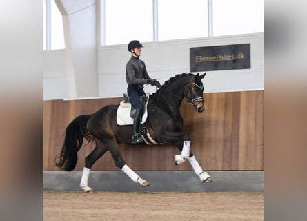 Danois sang-chaud, Hongre, 4 Ans, 173 cm, Bai