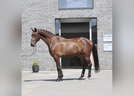 Danois sang-chaud, Hongre, 5 Ans, 174 cm, Bai clair
