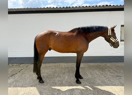 Danois sang-chaud, Hongre, 8 Ans, 167 cm, Bai
