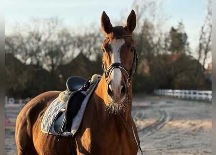 Danois sang-chaud, Jument, 4 Ans, Alezan brûlé