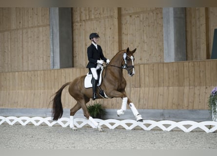 Danois sang-chaud, Jument, 5 Ans, 175 cm, Alezan