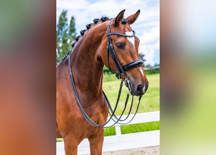 Danois sang-chaud, Jument, 9 Ans, Bai