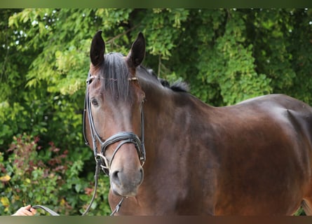 Danskt varmblod, Valack, 5 år, 182 cm, Mörkbrun