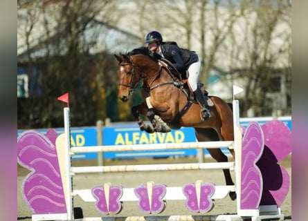 Danskt varmblod, Valack, 7 år, 165 cm, Brun