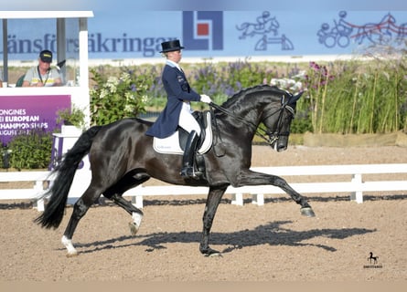 Oldenburg, Stallion, 17 years, 17 hh, Black