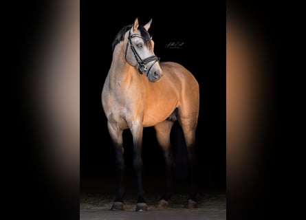 German Riding Pony, Stallion, 6 years, 14.1 hh, Buckskin