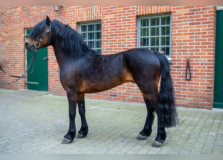 Dartmoor, Étalon, 11 Ans, 123 cm, Bai brun