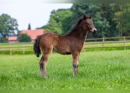 Dartmoor, Étalon, Poulain (04/2024), 126 cm, Noir