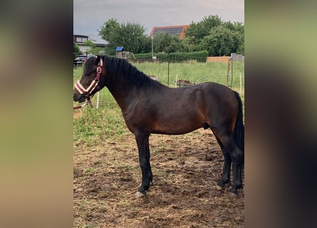 Dartmoor, Gelding, 2 years, 12 hh, Brown