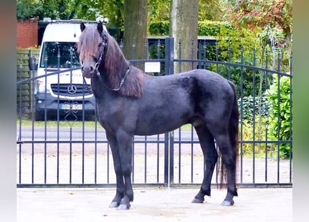 Dartmoor, Wallach, 3 Jahre, 12 hh, Rappe