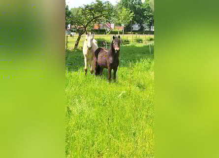 Dartmoor, Hengst, 1 Jahr, 126 cm, Rappe