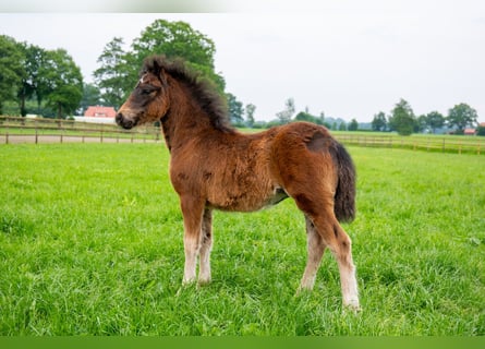 Dartmoor, Jument, Poulain (03/2024), 127 cm, Bai brun foncé