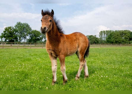 Dartmoor, Jument, Poulain (04/2024), 127 cm, Bai brun foncé