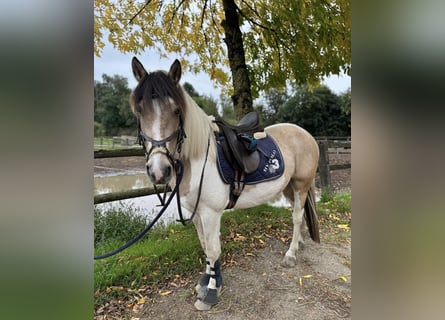 Dartmoor Mix, Mare, 5 years, 14,1 hh, Pinto