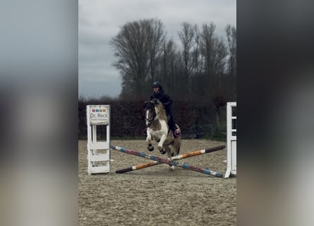 Dartmoor Mix, Mare, 6 years, 14,1 hh, Pinto