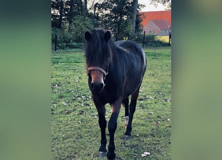 Dartmoor, Merrie, 2 Jaar, 125 cm, Zwartbruin