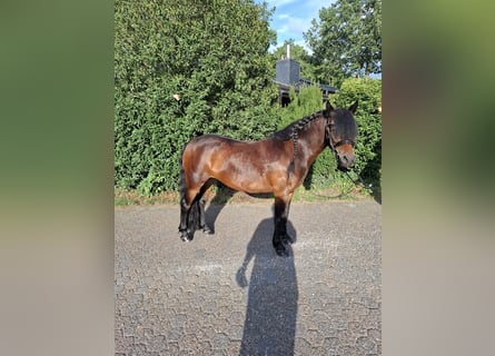 Dartmoor, Merrie, 6 Jaar, 129 cm