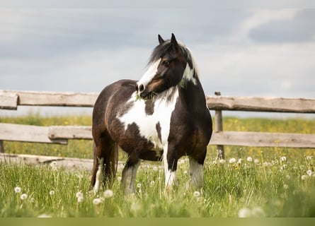 Dartmoor Pony Mix, Castrone, 12 Anni, 135 cm, Tobiano-tutti i colori