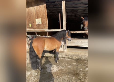 Dartmoor Pony, Castrone, 6 Anni, 121 cm, Baio