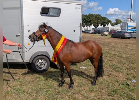 Dartmoor Pony, Giumenta, 3 Anni, 124 cm