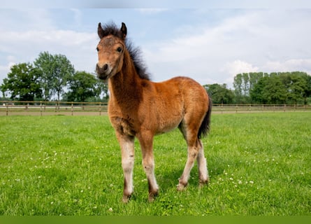 Dartmoor Pony, Giumenta, Puledri
 (04/2024), 127 cm, Baio nero