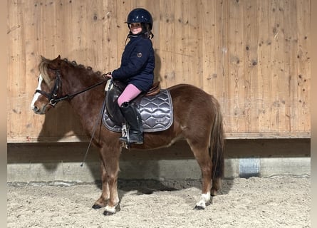 Dartmoor Mix, Ruin, 4 Jaar, 118 cm, Vos