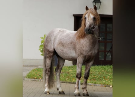 Dartmoor, Stallion, 17 years, 11,2 hh, Gray-Red-Tan