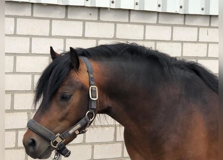 Dartmoor, Stallion, 3 years, 12 hh, Brown