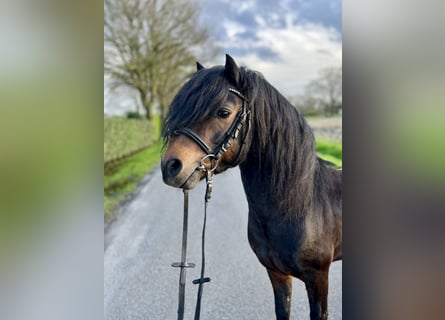 Dartmoor, Stallion, 11 years, 12 hh, Bay-Dark