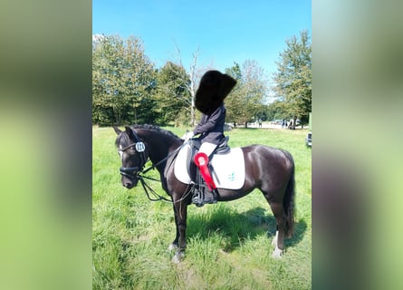 Dartmoor, Stute, 20 Jahre, 124 cm, Rappe