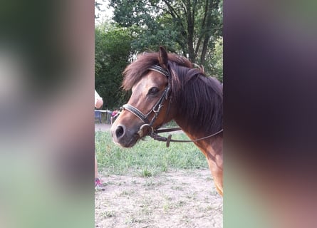Dartmoor, Stute, 28 Jahre, 115 cm, Brauner