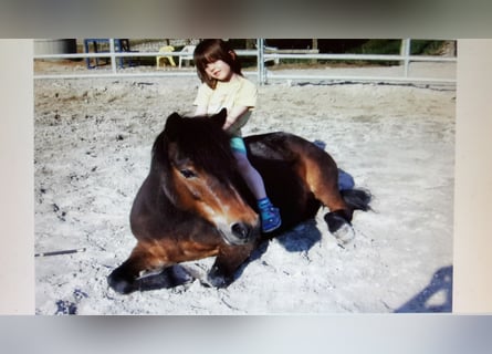 Dartmoor, Stute, 29 Jahre, 115 cm, Brauner
