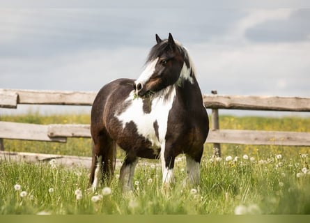 Dartmoor Blandning, Valack, 12 år, 135 cm, Tobiano-skäck-alla-färger