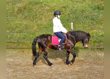 Dartmoor, Wallach, 16 Jahre, 135 cm, Dunkelbrauner