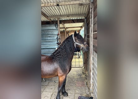 Dartmoor, Wallach, 7 Jahre, 125 cm, Dunkelbrauner