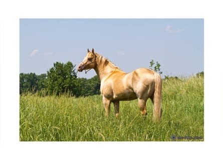 American Quarter Horse, Stallion, 15 years, 14,3 hh, Champagne