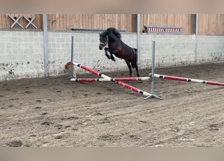 Welsh-A, Hengst, 5 Jahre, 127 cm, Brauner