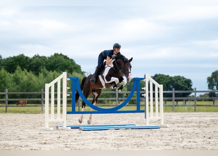 French riding pony, Stallion, 7 years