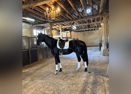 Deens warmbloed, Hengst, 11 Jaar, 175 cm, Zwart