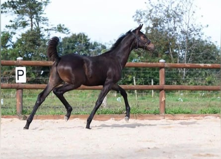 Deens warmbloed, Hengst, 1 Jaar, 170 cm, Bruin