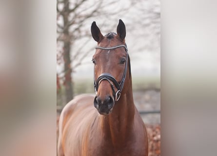 Deens warmbloed, Hengst, 5 Jaar, 174 cm, Bruin