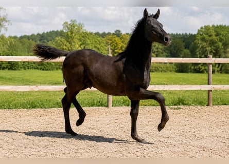Deens warmbloed, Hengst, Veulen (03/2026), 170 cm, Zwart