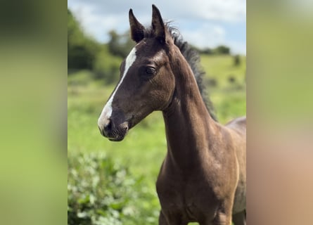 Deens warmbloed, Hengst, , 170 cm, Zwart