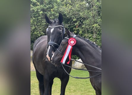 Deens warmbloed, Hengst, Veulen (04/2025), 172 cm, Zwart