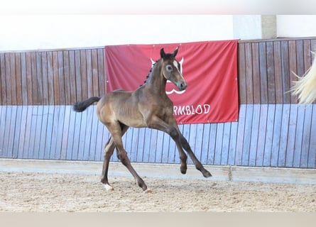 Deens warmbloed, Hengst, Veulen (07/2025)